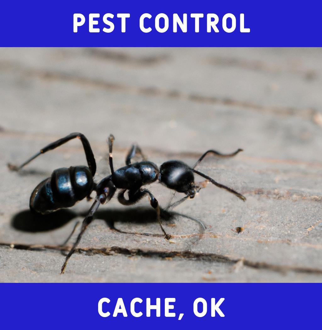 pest control in Cache Oklahoma