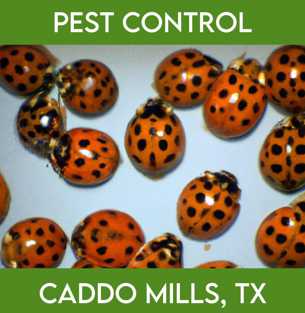 pest control in Caddo Mills Texas