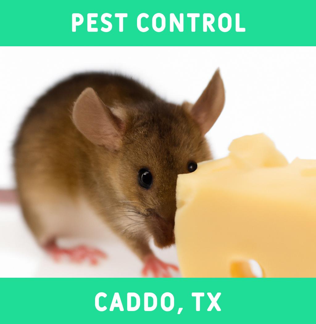 pest control in Caddo Texas