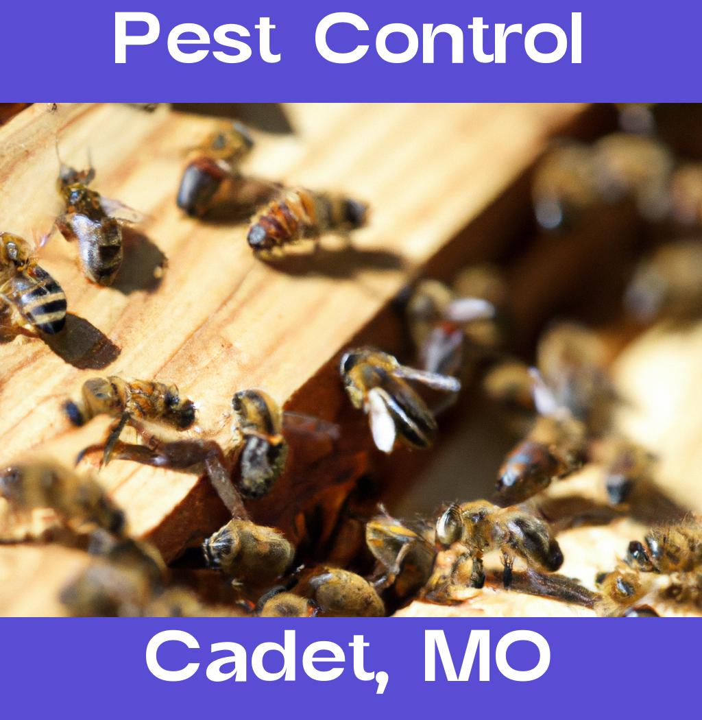 pest control in Cadet Missouri