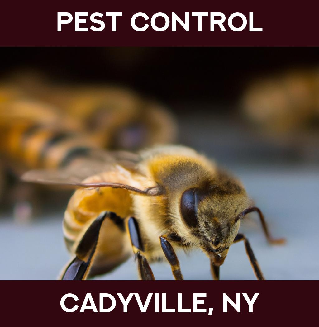 pest control in Cadyville New York