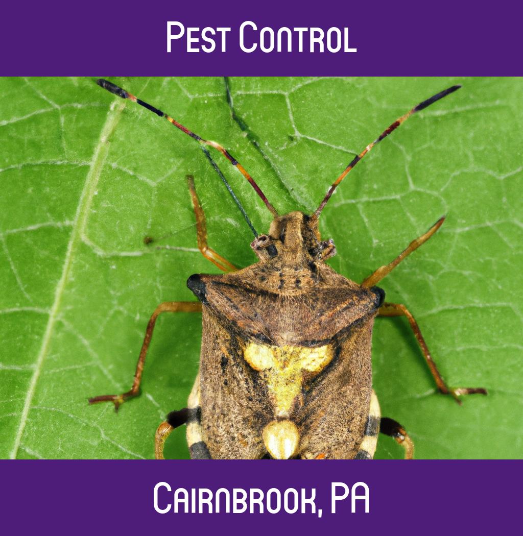 pest control in Cairnbrook Pennsylvania