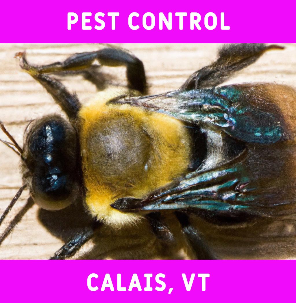 pest control in Calais Vermont