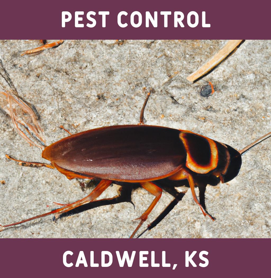 pest control in Caldwell Kansas
