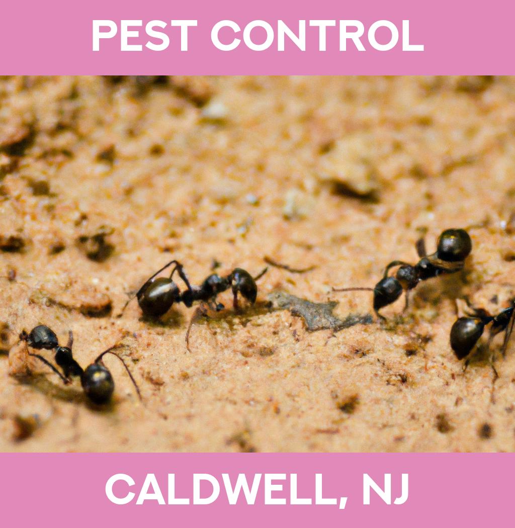 pest control in Caldwell New Jersey