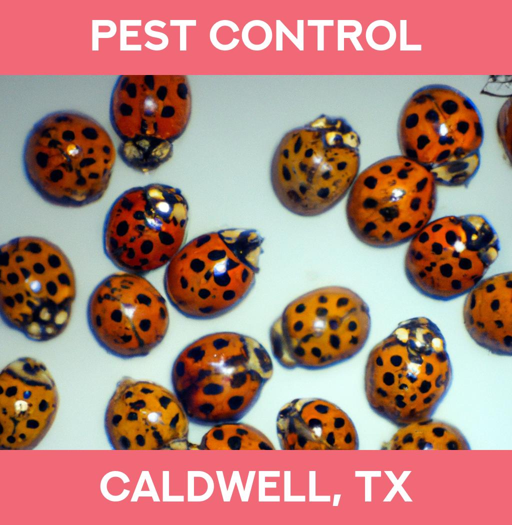 pest control in Caldwell Texas