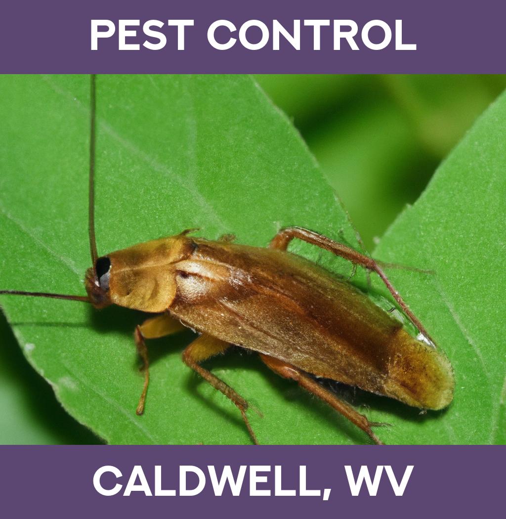 pest control in Caldwell West Virginia