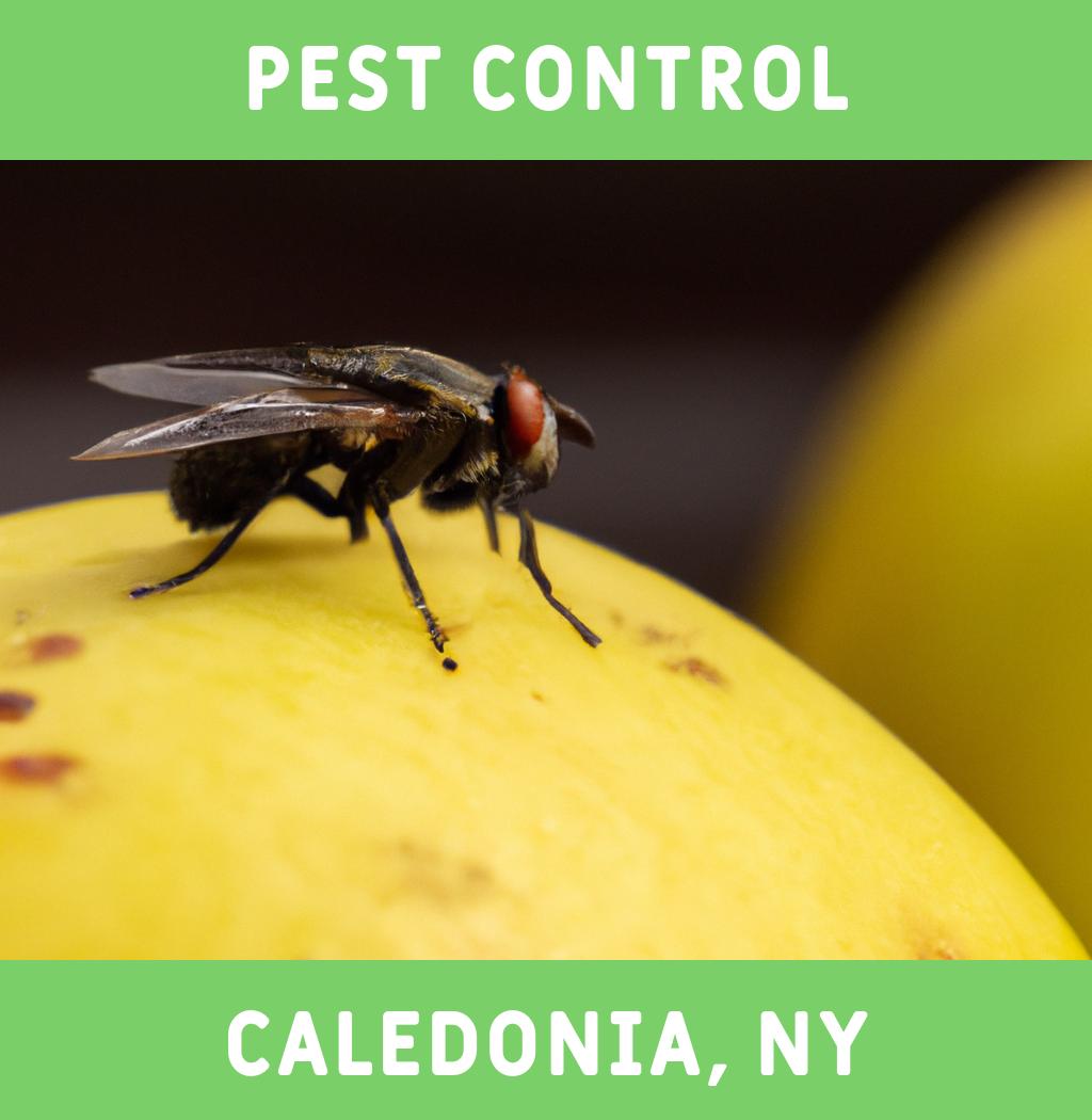 pest control in Caledonia New York