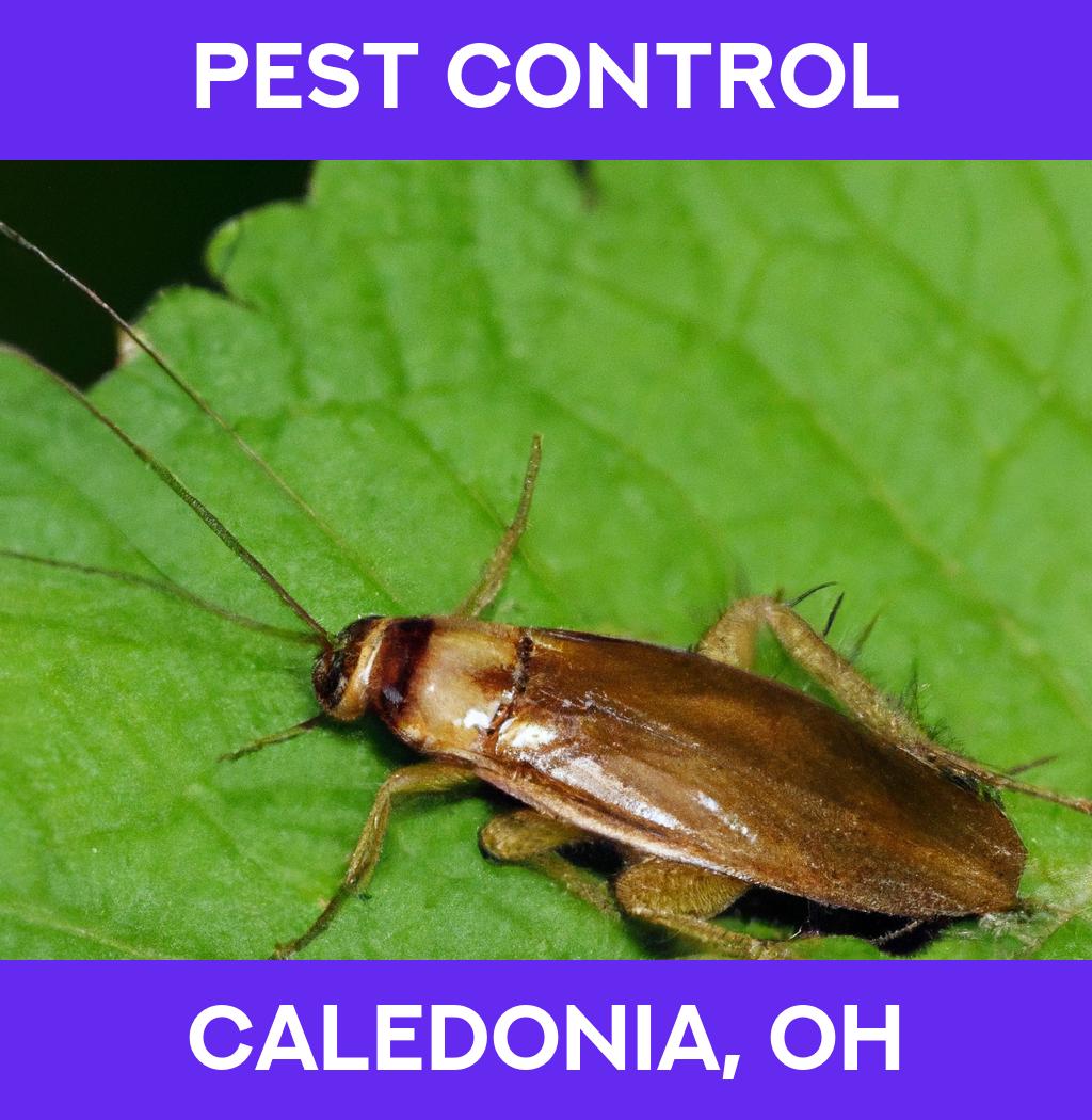 pest control in Caledonia Ohio