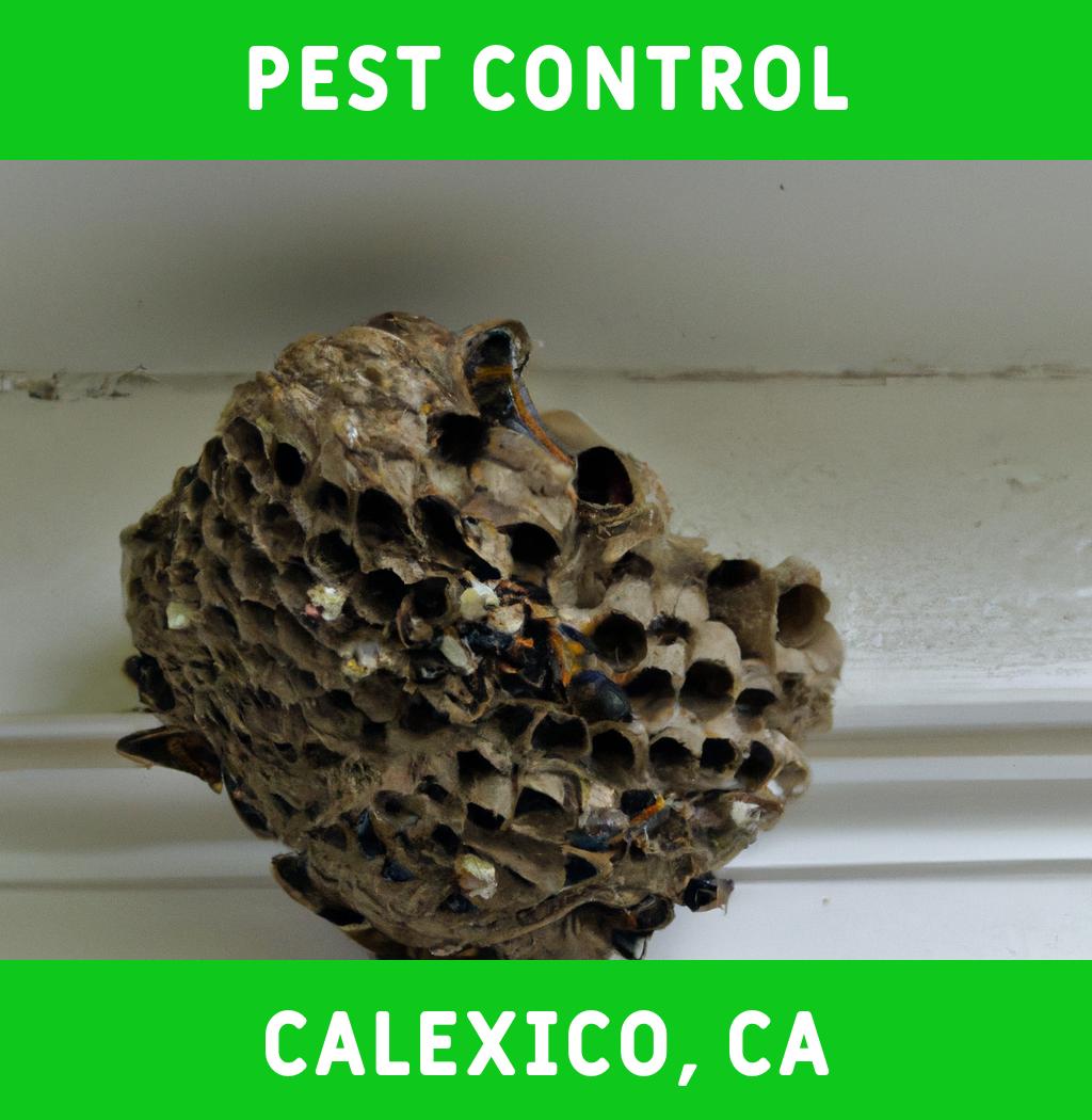 pest control in Calexico California