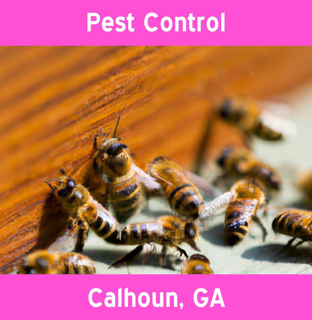 pest control in Calhoun Georgia