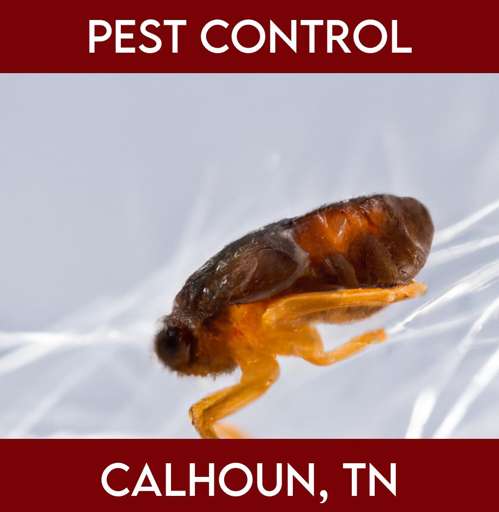 pest control in Calhoun Tennessee