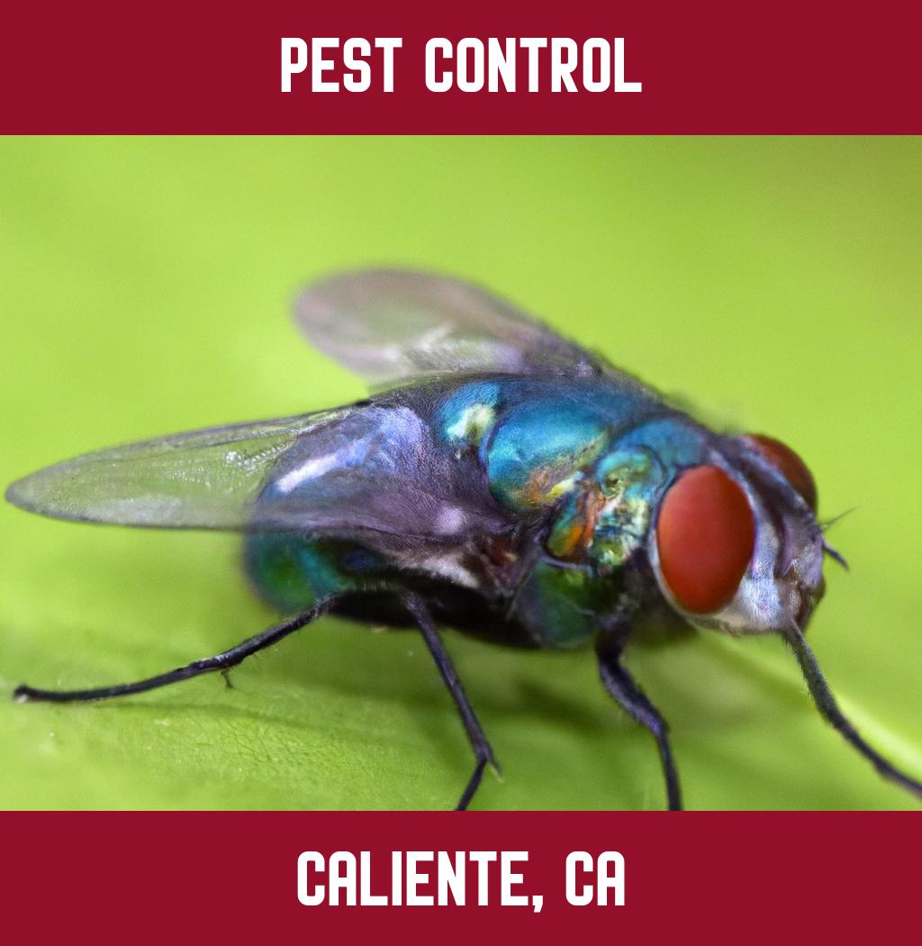 pest control in Caliente California