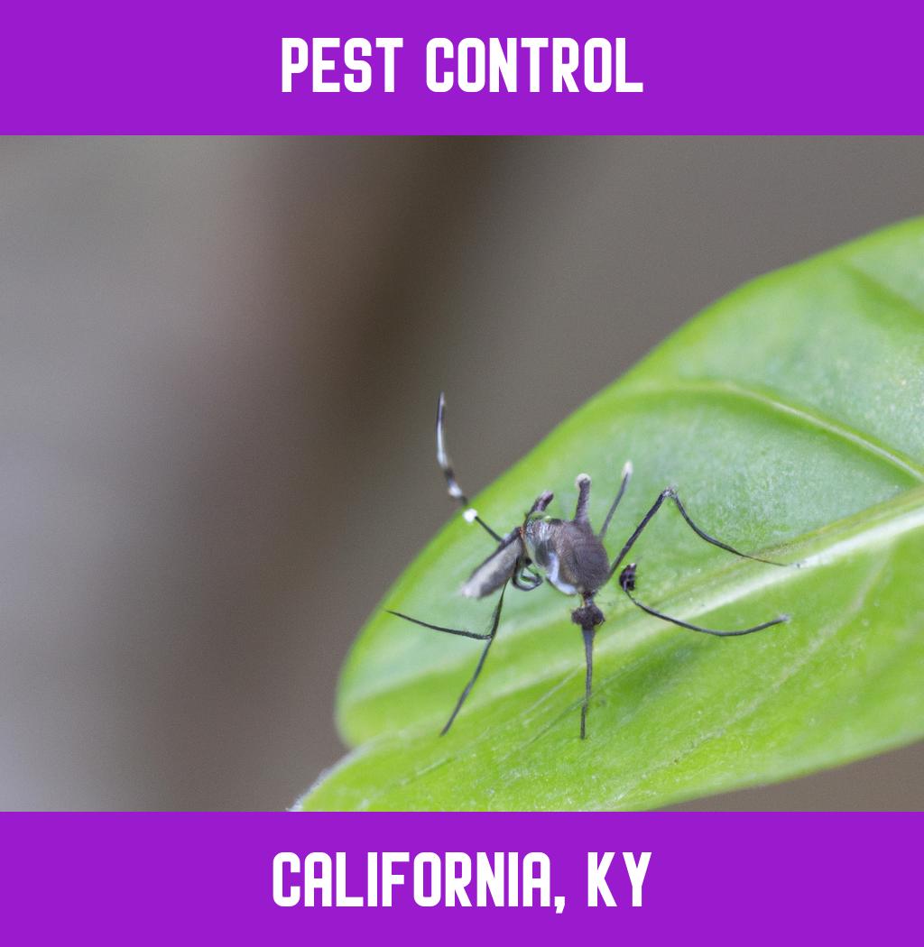 pest control in California Kentucky