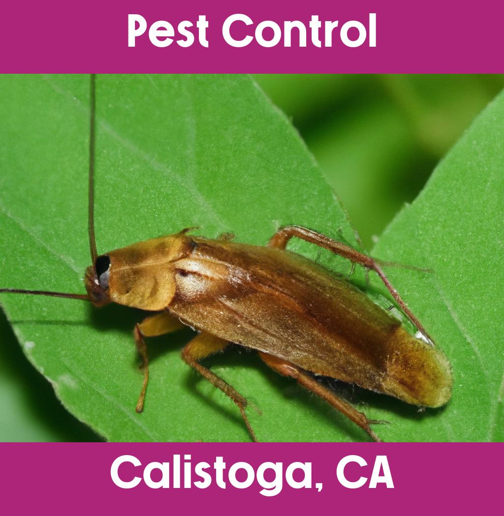 pest control in Calistoga California