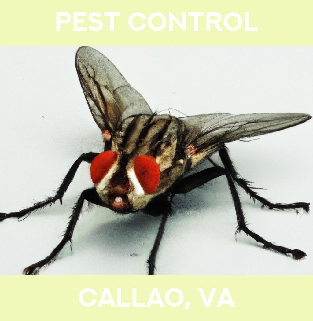 pest control in Callao Virginia