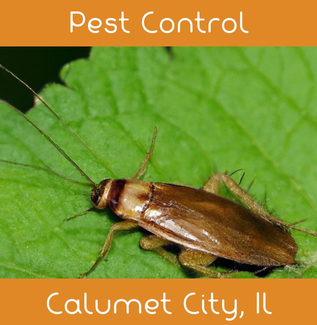 pest control in Calumet City Illinois