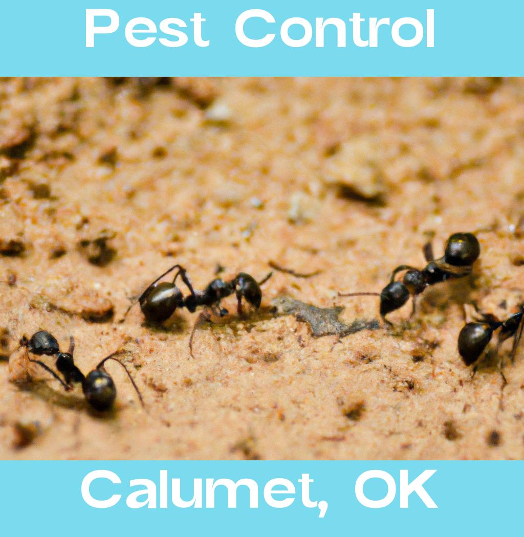 pest control in Calumet Oklahoma