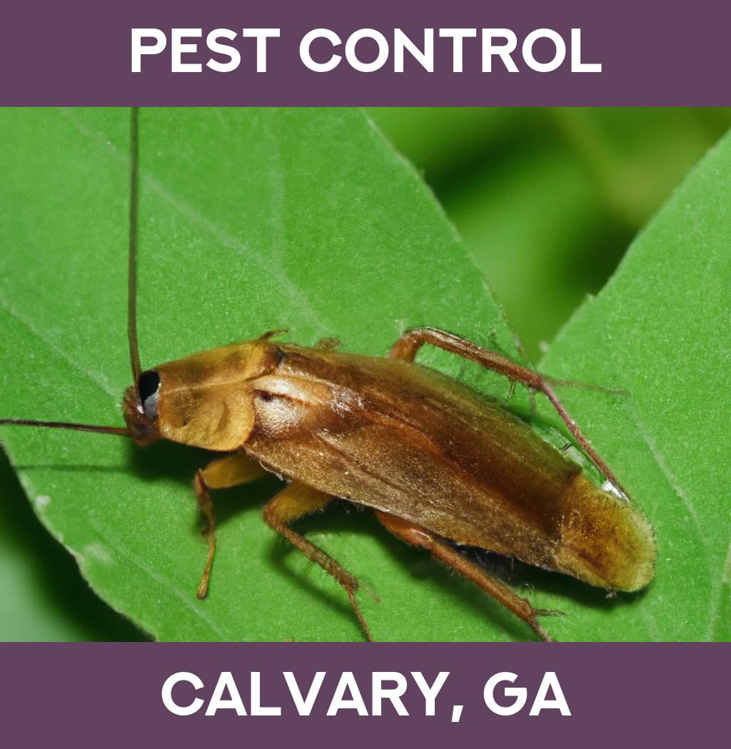 pest control in Calvary Georgia