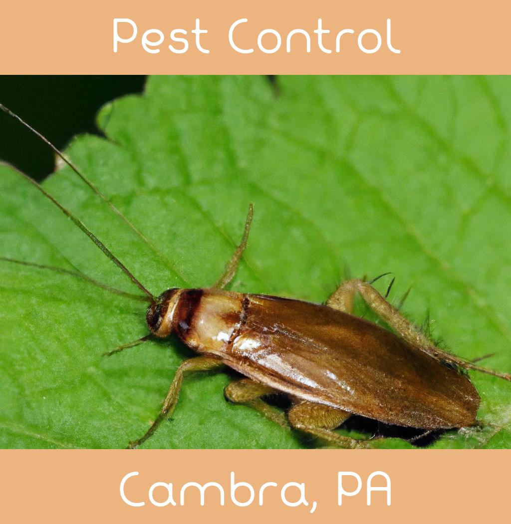 pest control in Cambra Pennsylvania