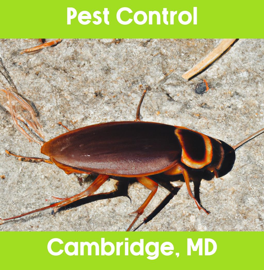 pest control in Cambridge Maryland