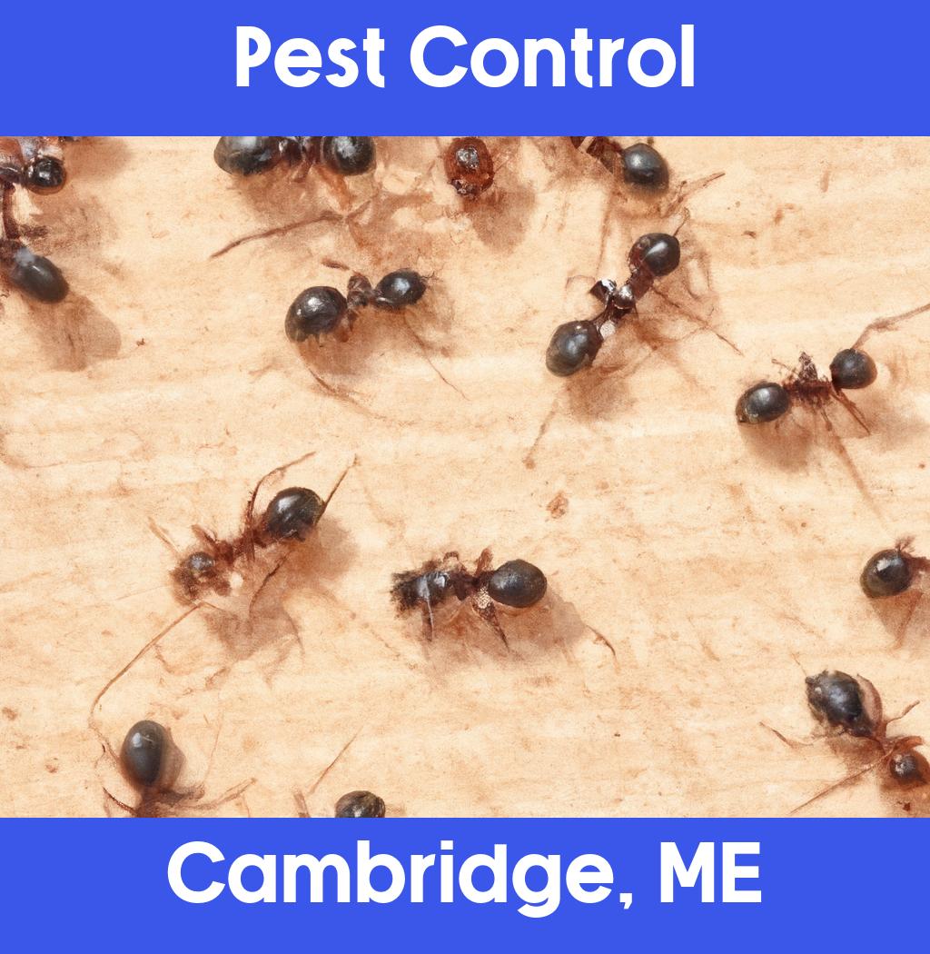 pest control in Cambridge Maine