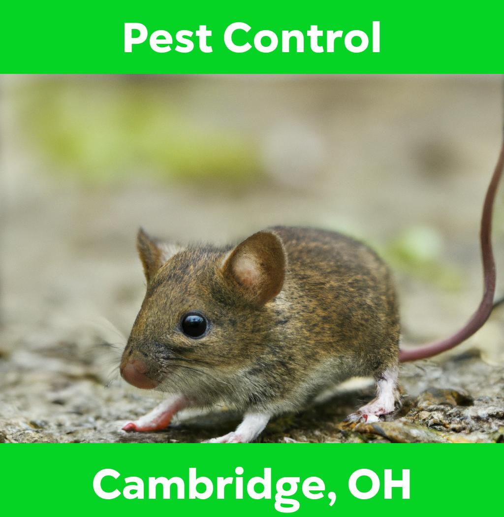 pest control in Cambridge Ohio