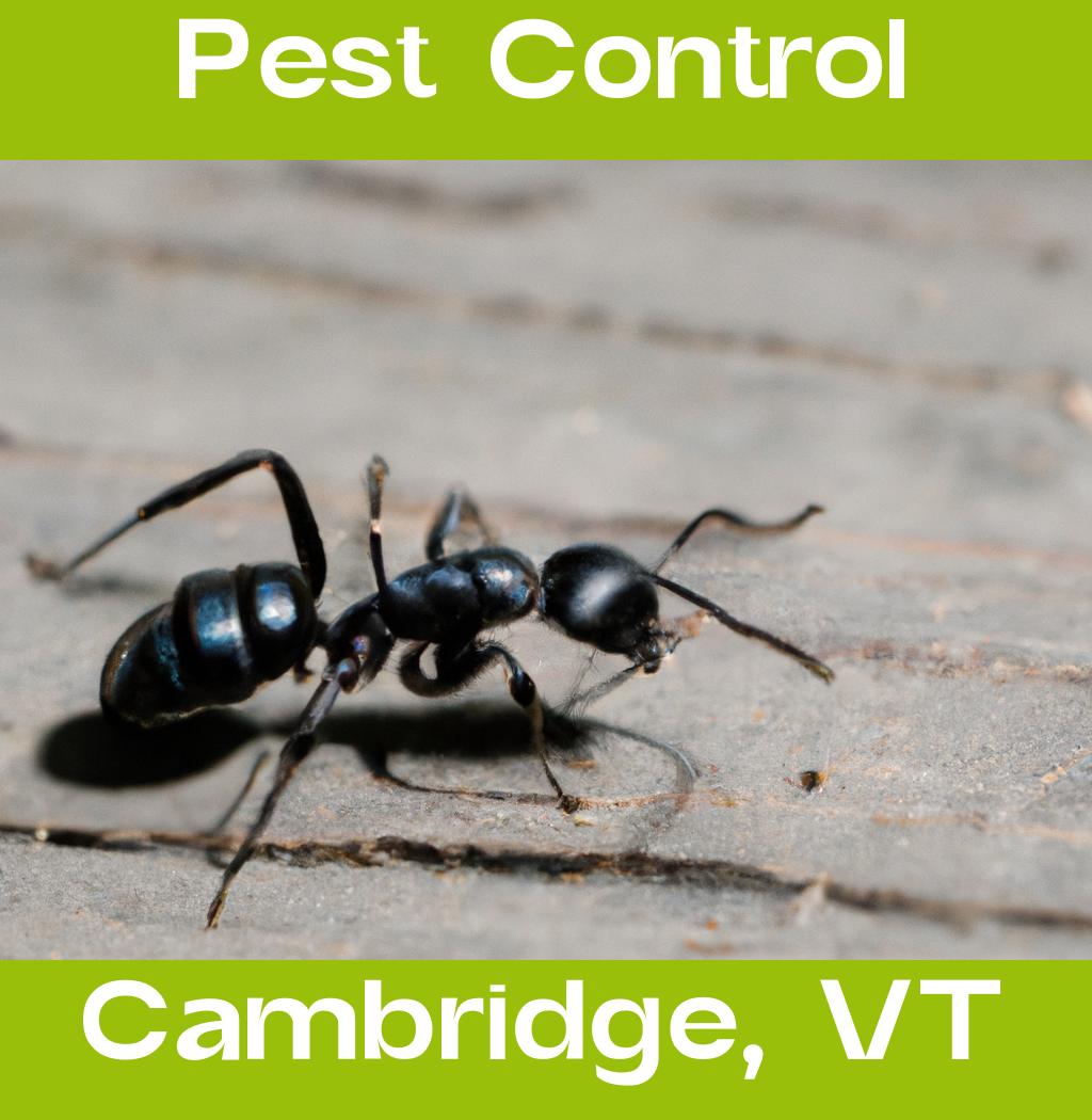 pest control in Cambridge Vermont