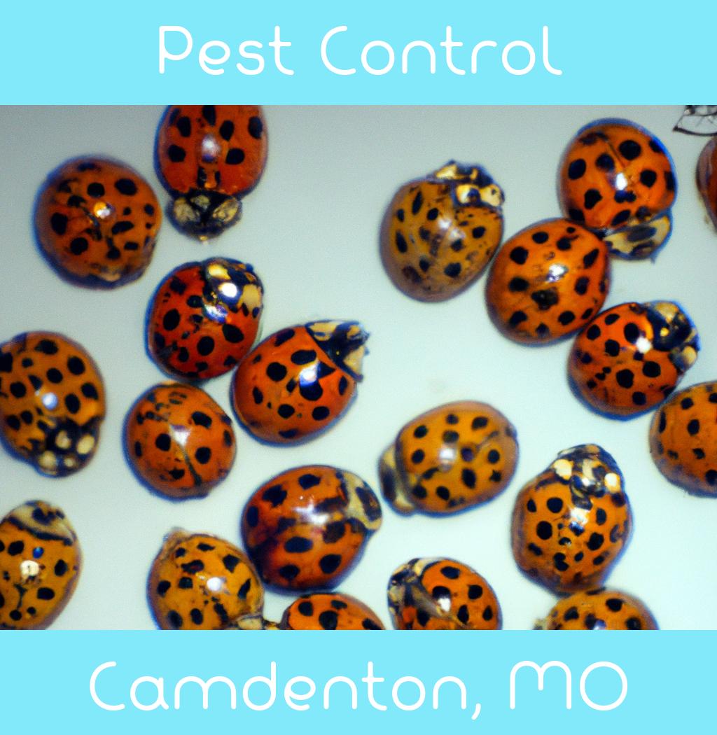 pest control in Camdenton Missouri