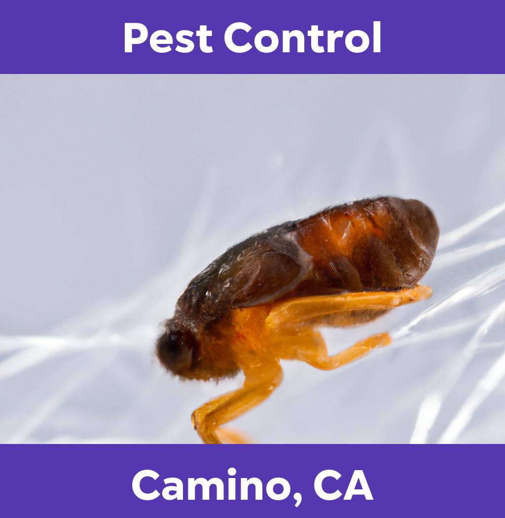 pest control in Camino California