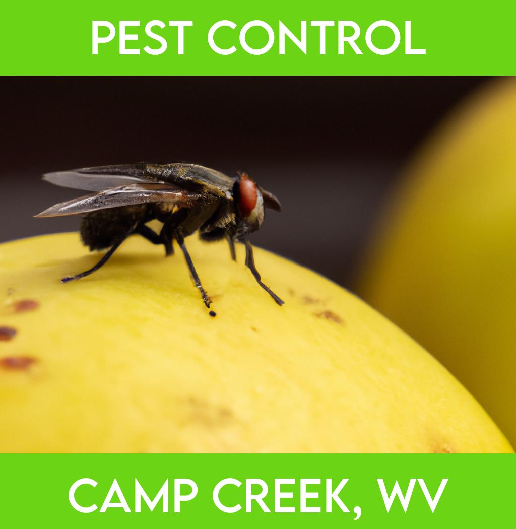 pest control in Camp Creek West Virginia
