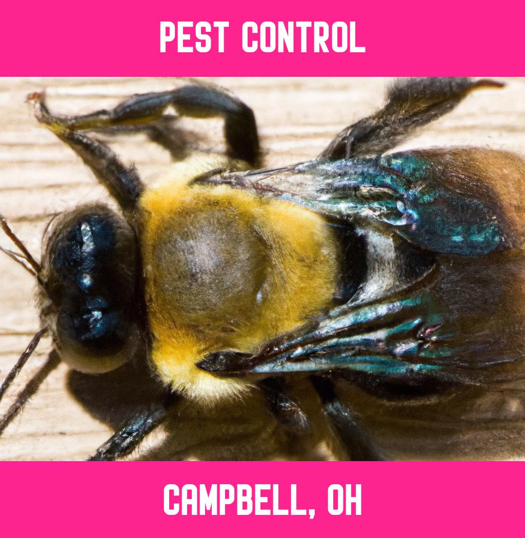 pest control in Campbell Ohio