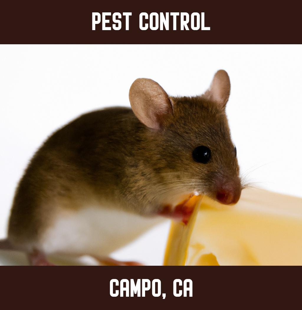 pest control in Campo California