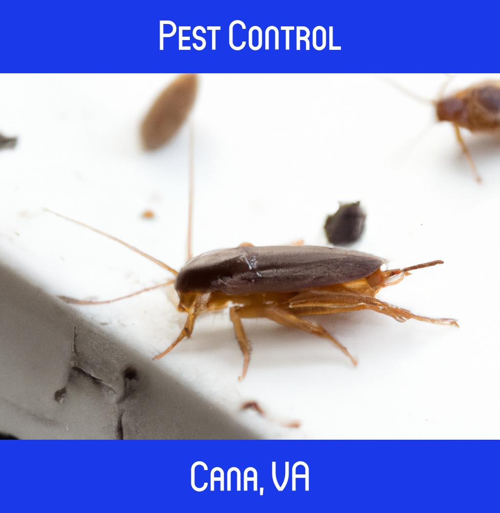 pest control in Cana Virginia
