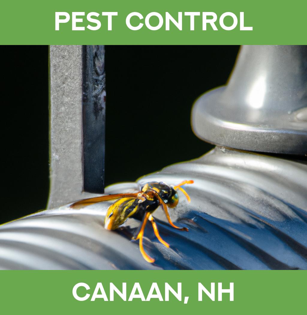 pest control in Canaan New Hampshire