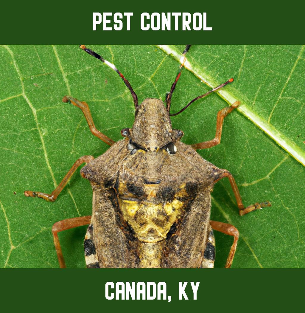 pest control in Canada Kentucky