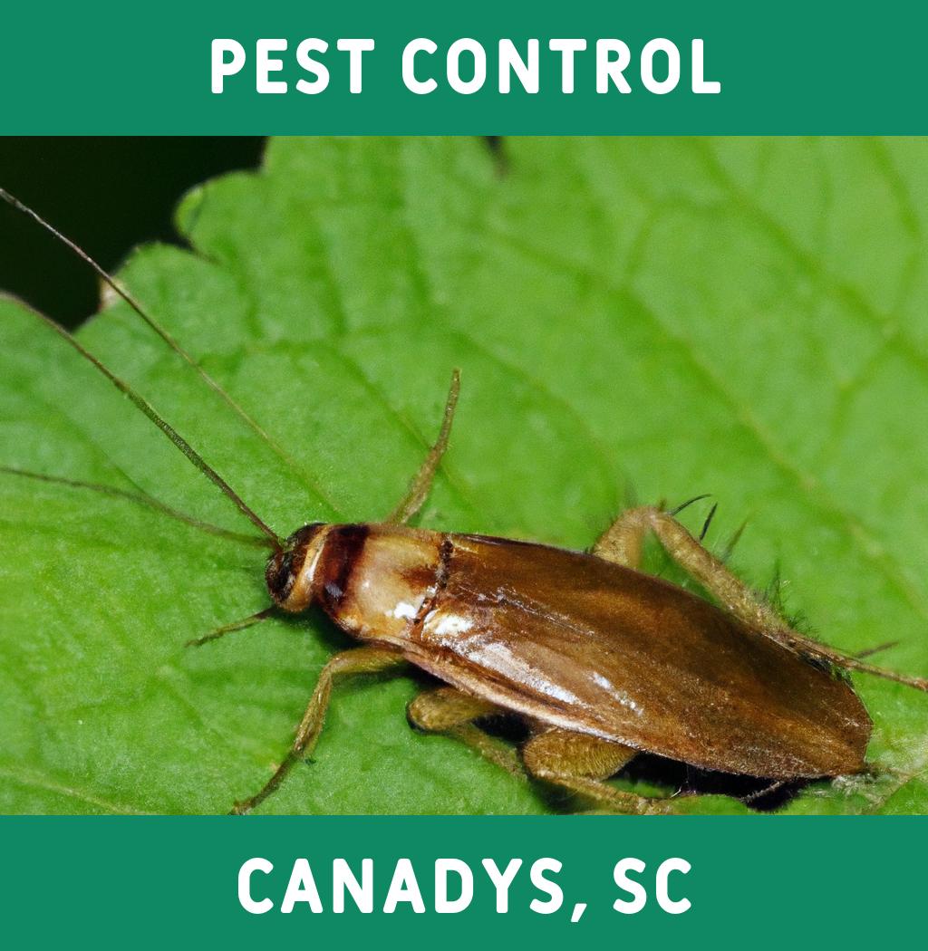 pest control in Canadys South Carolina
