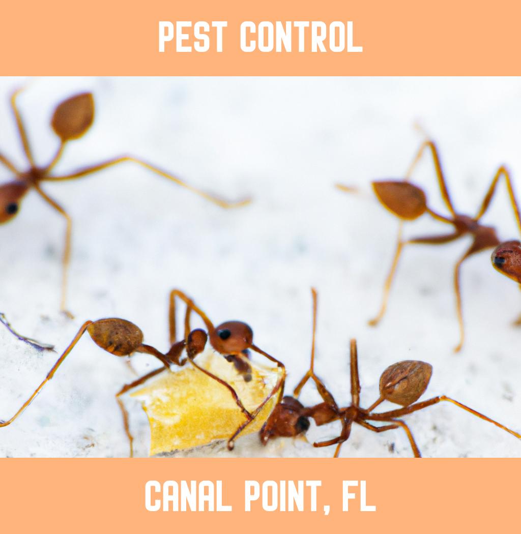 pest control in Canal Point Florida