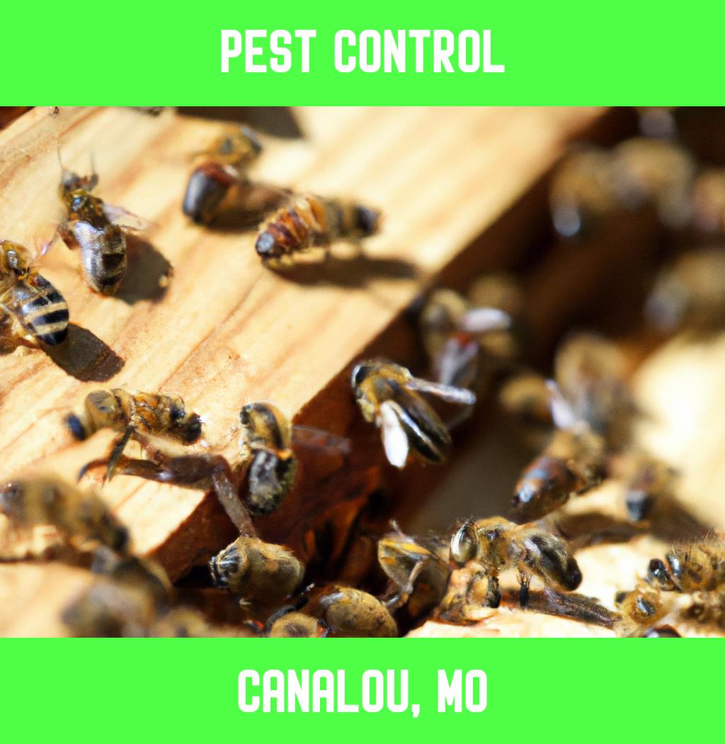 pest control in Canalou Missouri
