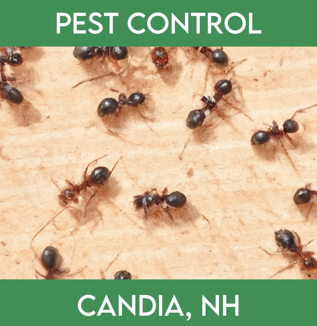 pest control in Candia New Hampshire