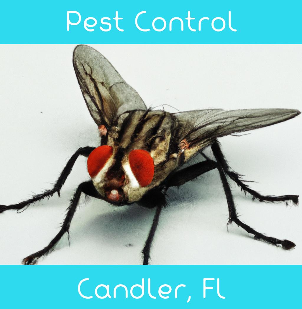 pest control in Candler Florida