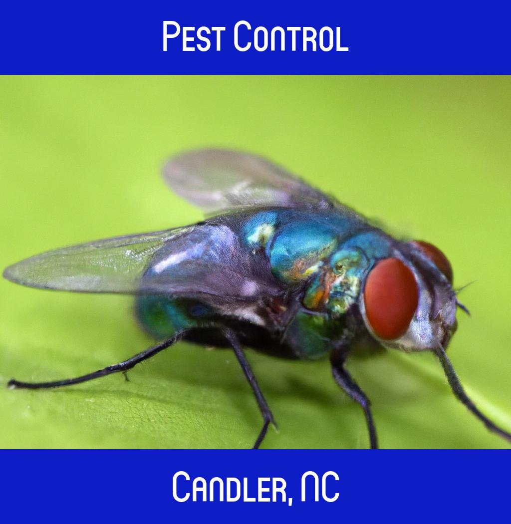 pest control in Candler North Carolina