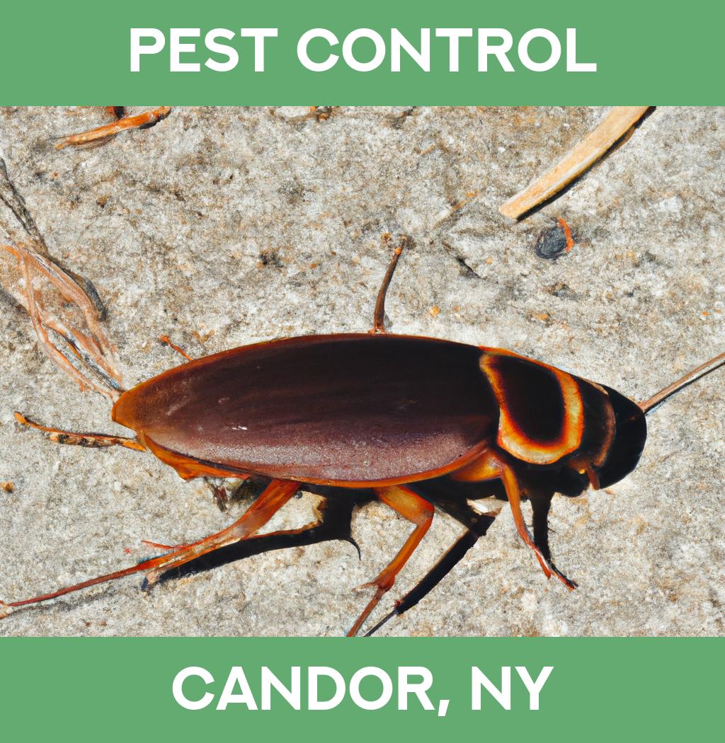 pest control in Candor New York