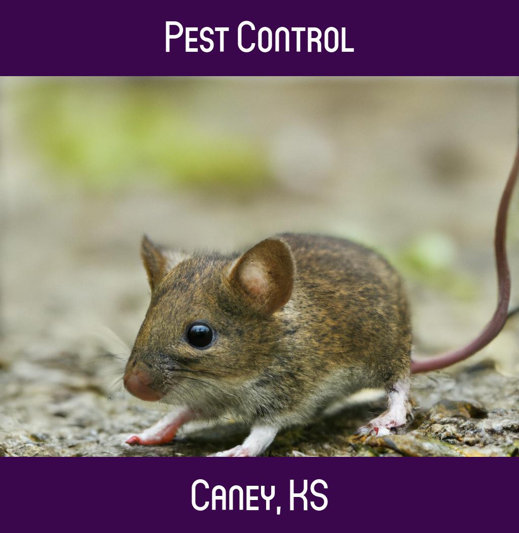 pest control in Caney Kansas