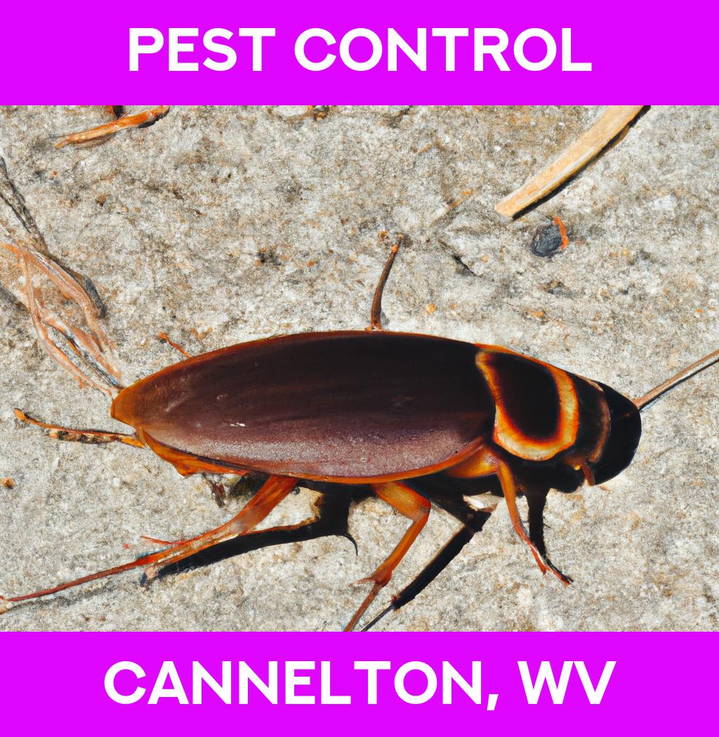 pest control in Cannelton West Virginia