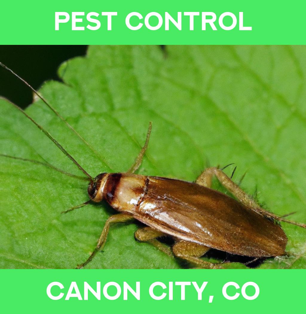 pest control in Canon City Colorado