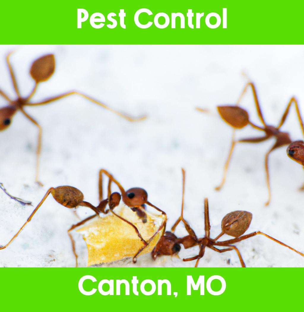 pest control in Canton Missouri