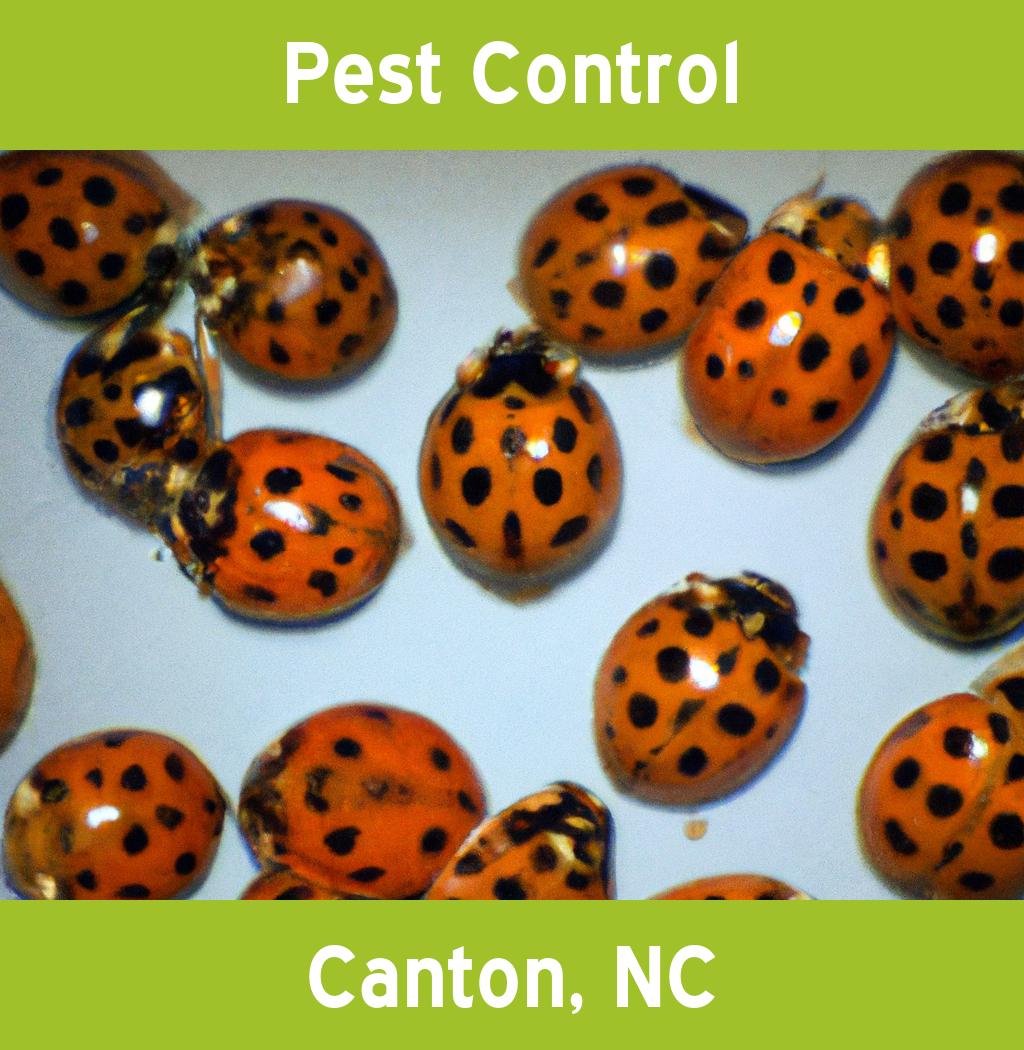 pest control in Canton North Carolina