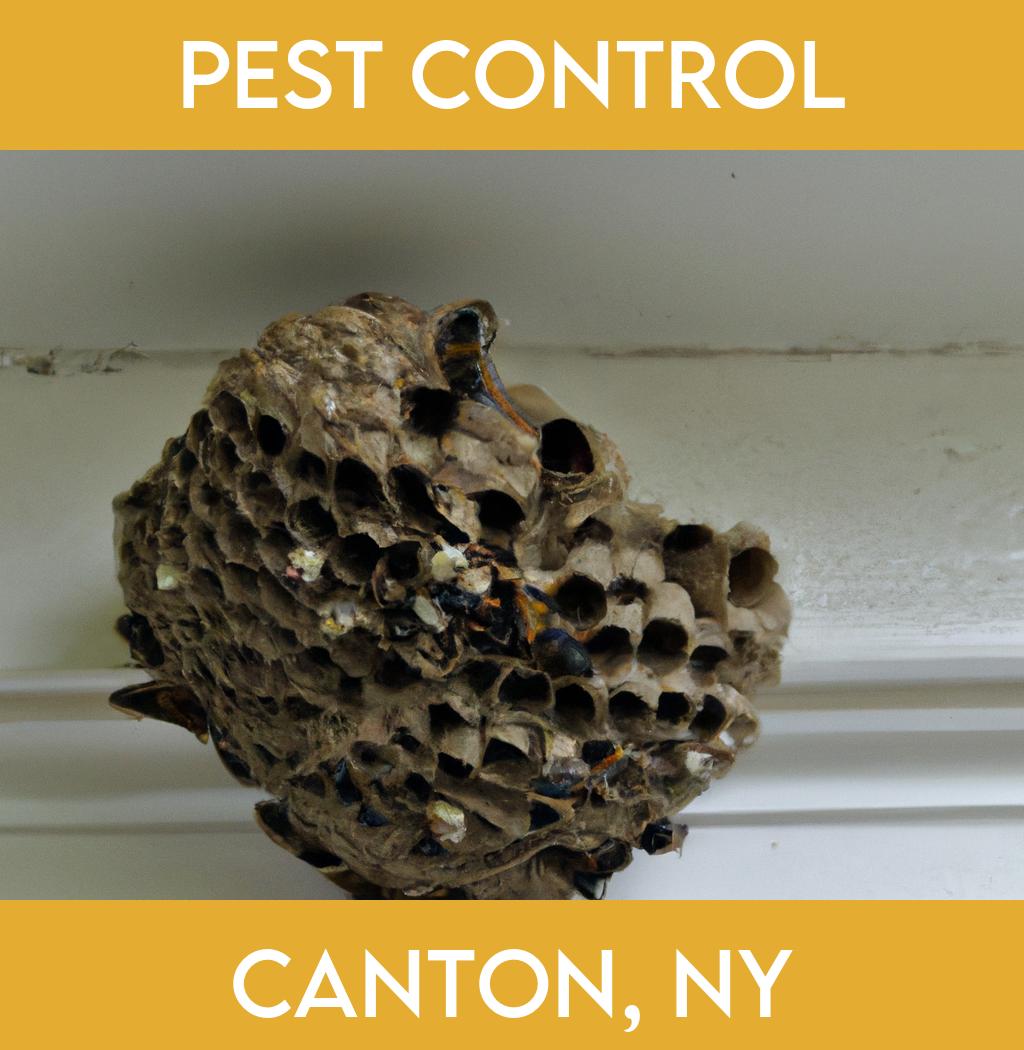 pest control in Canton New York