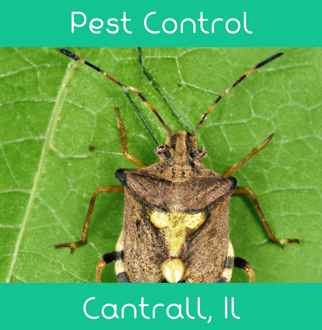 pest control in Cantrall Illinois
